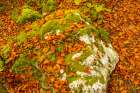 Slovenia, Triglav National Park. Close-up of fallen autumn leaves and moss rock on forest floor. Art Print